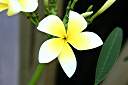 Celadine -- on a rooting cutting.