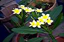 Celadine
