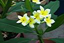 Celadine