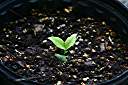 Poui seedling, 30 days after planting.