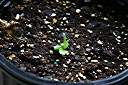 Poui seedling, 30 days after planting.