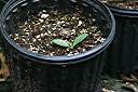 Two months old. This one sprouted the cotyledons at the same time as the other one, as seen in this photo, then went dormant for two months before showing any further signs of growth.