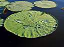 Pearls on the lily pads