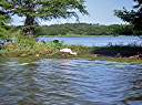 Roseate spoonbill