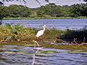 Roseate spoonbill