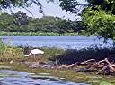 Roseate spoonbill