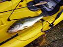 Largemouth bass - 20.5 inches - 5 lb. 4 oz.