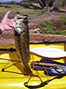 Largemouth bass - 20.5 inches - 5 lb. 4 oz.