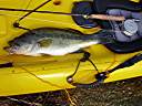 Largemouth bass - 20.5 inches - 5 lb. 4 oz.