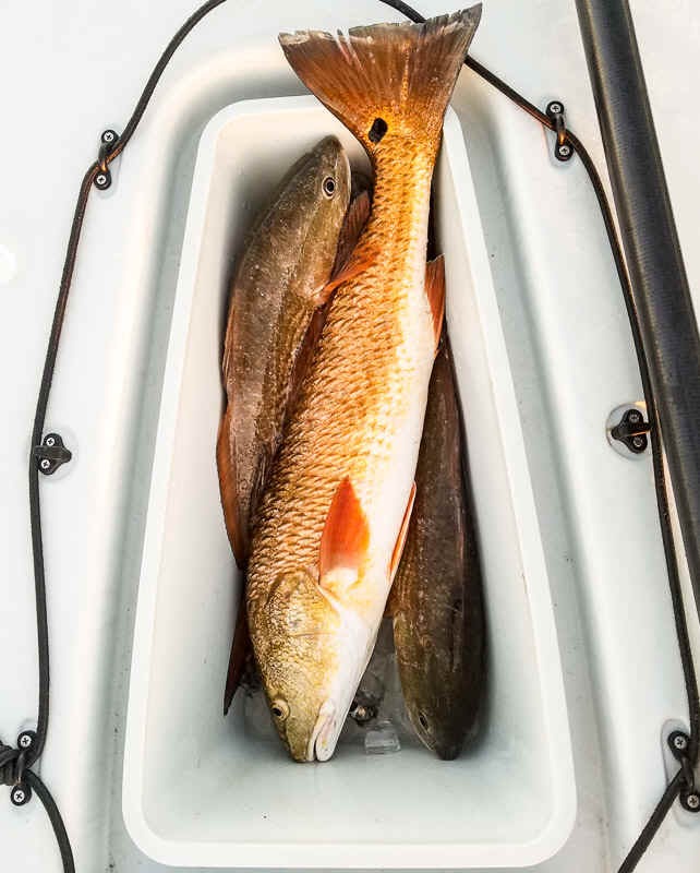 Redfish in the cooler