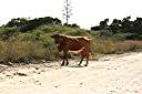 One of the many cattle that roam Anegada.