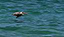 Pelican cruising north shore, Anegada.