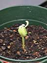 Tamarind seedling, 29 days after planting.