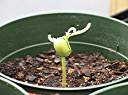 Tamarind seedling, 29 days after planting.