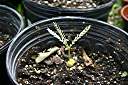 Tamarind seedling, two months after planting.