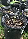 Tamarind seedlings, two months after planting.
