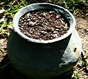 Copper pot with thyme, ten days after planting.