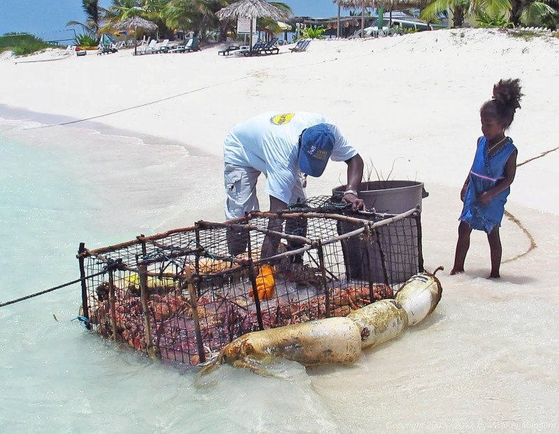 Alex picking lobster from the cage at Cow Wreck Beach