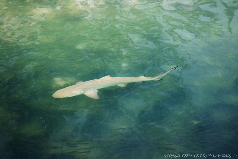 Black tip shark at the Anegada Reef Hotel dock.  That should make you think twice about skinnydipping at night in the anchorage!
