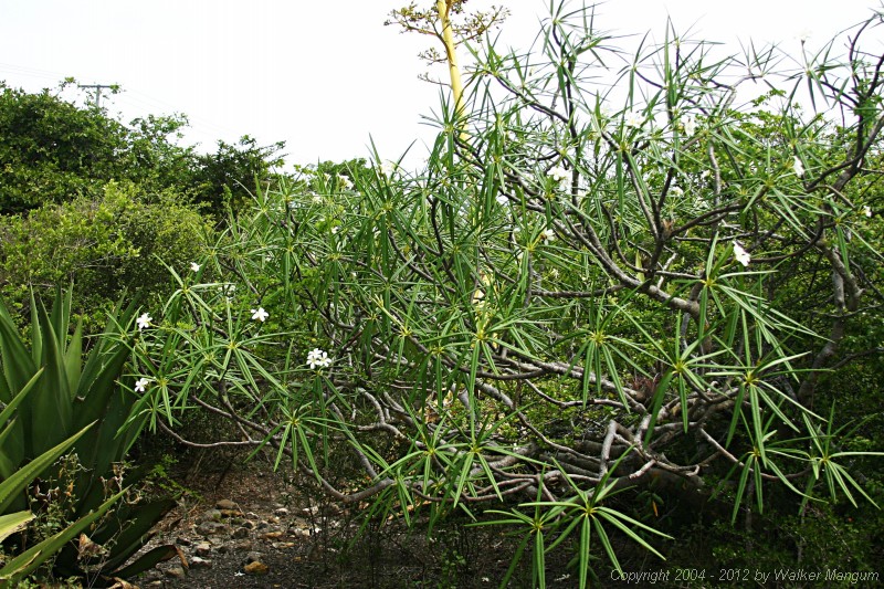 Anegada frangipani.