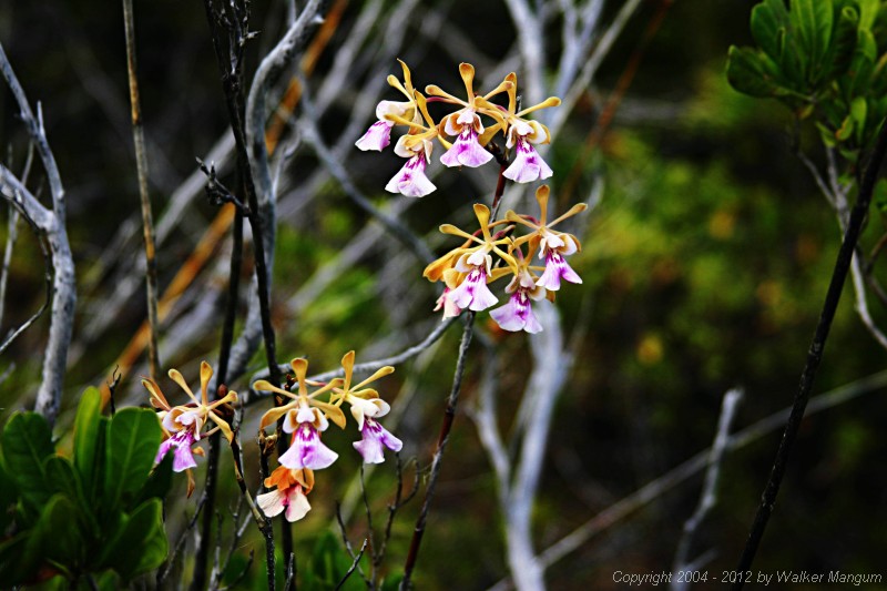 Anegada orchids.