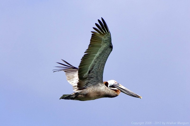 Pelican at Cow Wreck Beach.