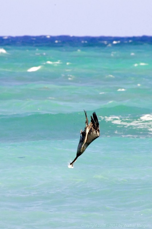 Another graceful entry in the diving competition at the pelican olympics.