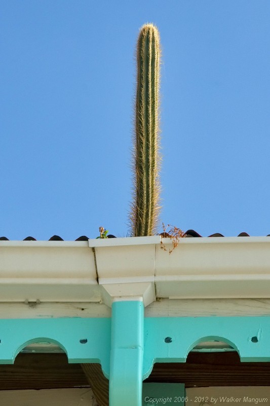 Cactus growing in gutter at Pusser's Marina Cay.