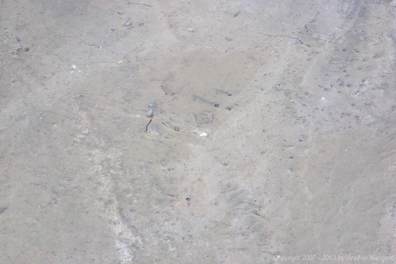 Treasure is buried in the floor of Hidden Treasure...