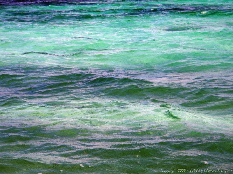 Tarpon.