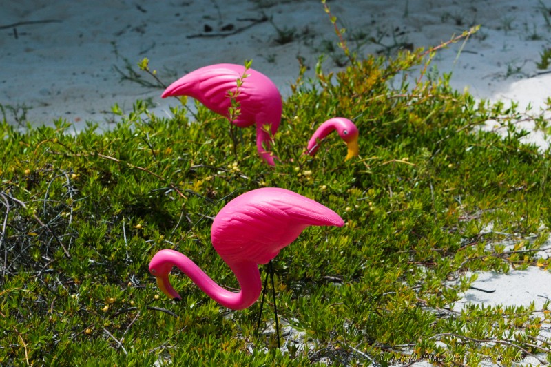 Wild flamingos.