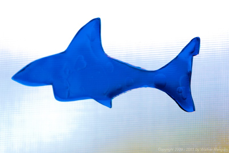 SHARK!