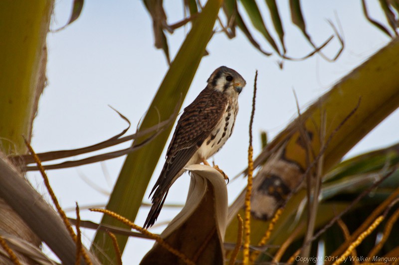 Male kestrel in a coconut tree.