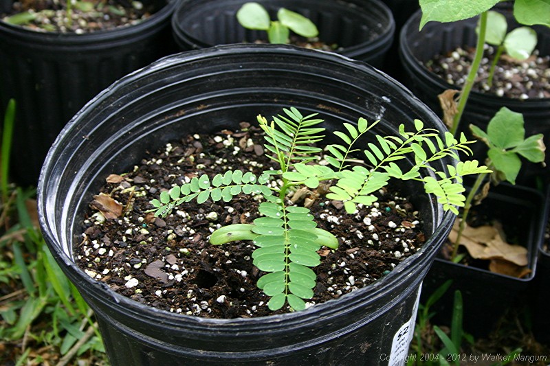 Flamboyant tree seedling, two months after planting.