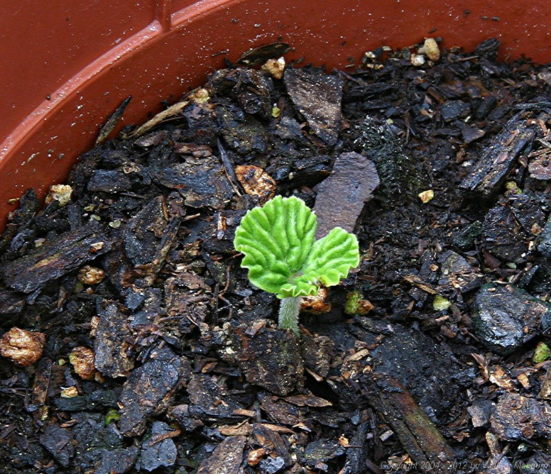 A day after the sprout first appeared.