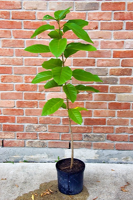 Eighteen months old - the geiger tree is four and a half feet tall.
