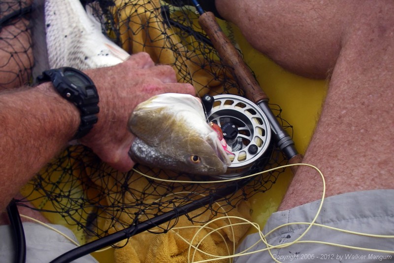 A 21 incher in the boat. Not passing up any more, this one went into my fish bag.