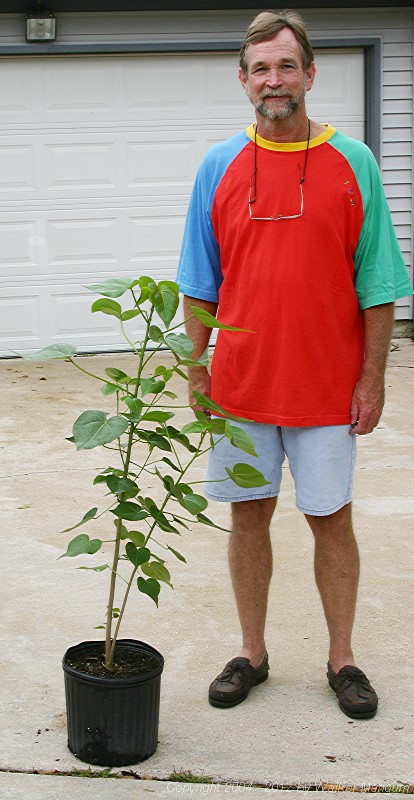 Eight months old (the tree, that is), and already 38 inches. That is me (Walker) standing behind it. It took me 56 years to get this tall.