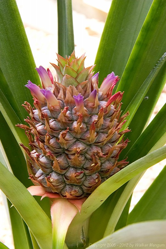 Close-up of the pineapple.&nbsp; Each lobe on the pineapple was a flower, starting with the purple flowers at the very bottom.&nbsp; The flowers have worked their way to the top.