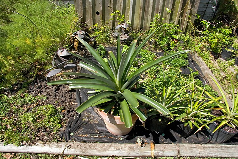 Four other pineapple plants that we are growing.