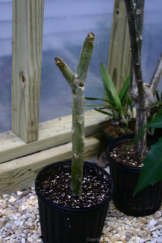 Aztec gold cutting, just potted.