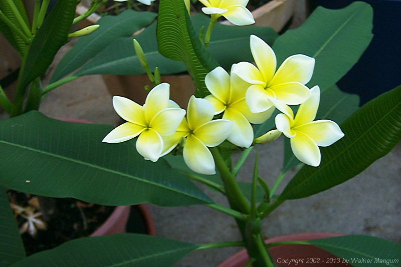 Celadine
