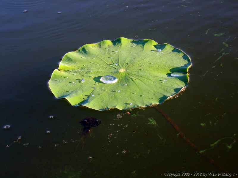 Pearls on the lily pads