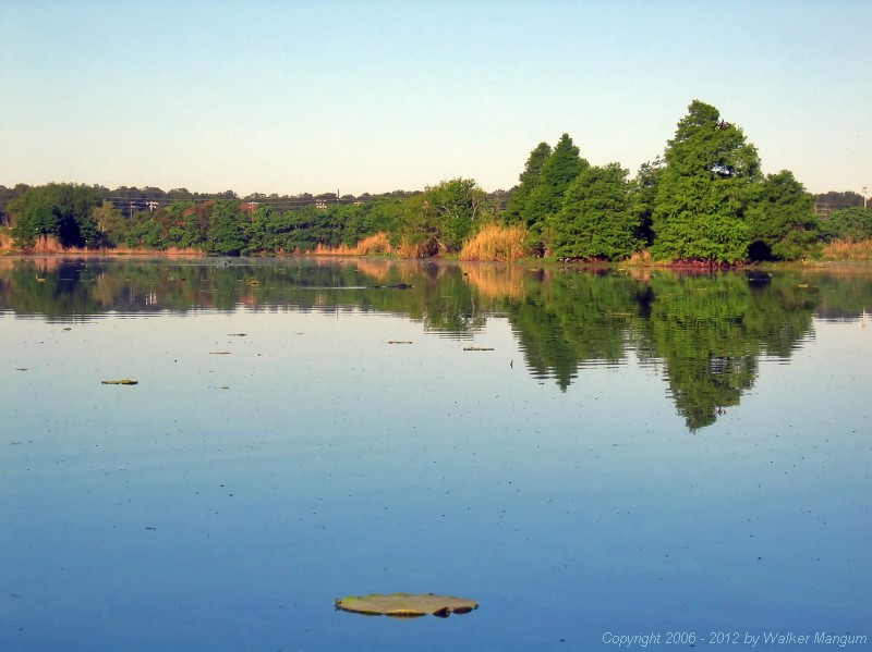 Alligator (swimming)