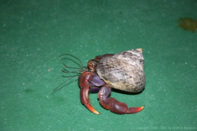 Resident hermit crab at Flash of Beauty.