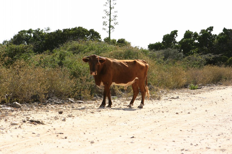 One of the many cattle that roam Anegada.