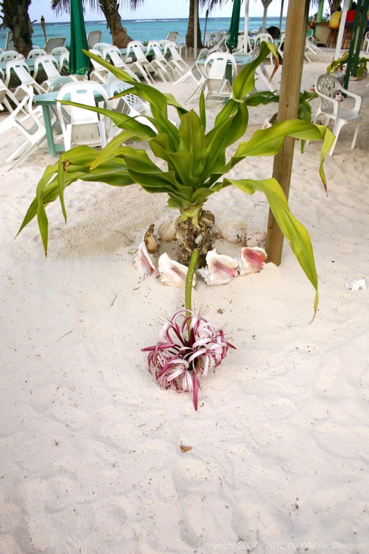 Lily in bloom at Cow Wreck Beach, Anegada.