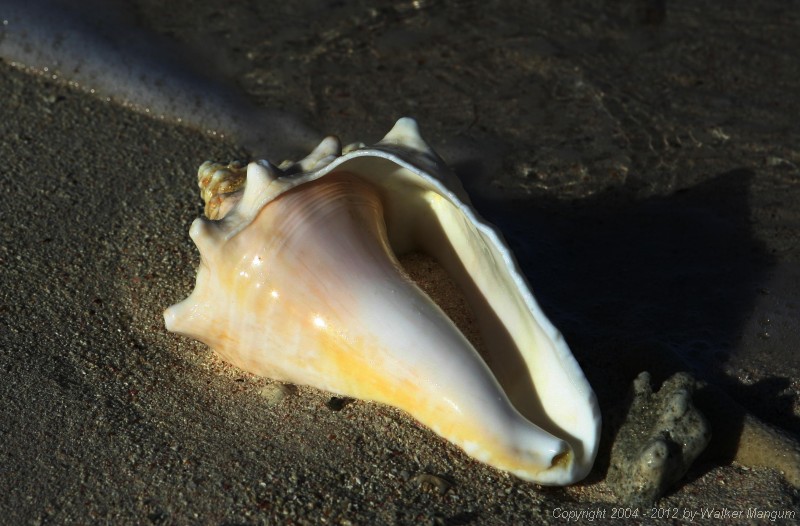 Shell on our secret beach, Anegada.