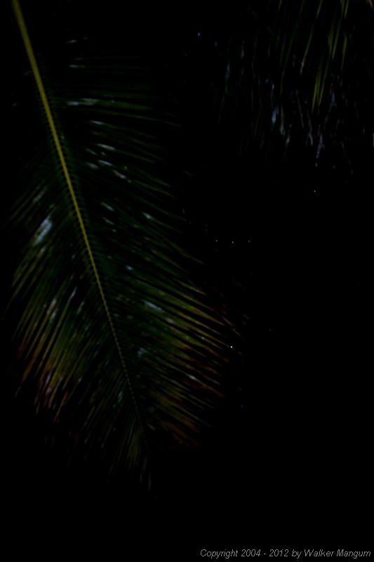 Orion from under the palm trees at the Anegada Reef Hotel.