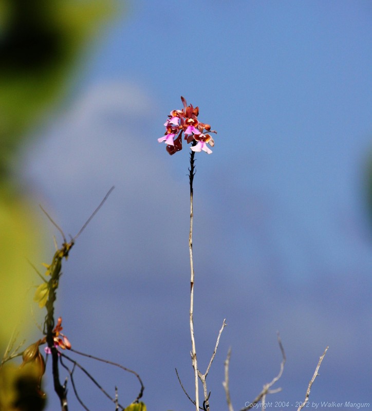 Anegada orchid.